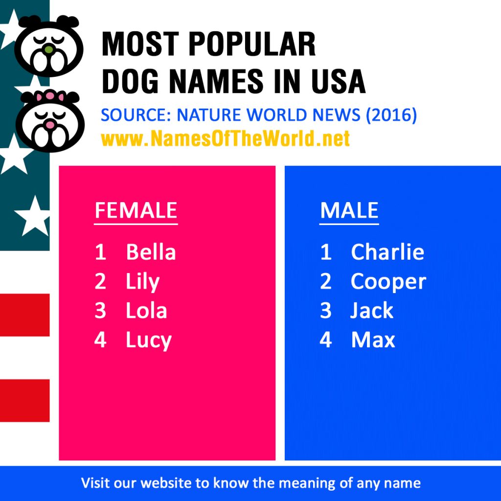 most-popular-dog-names-in-usa-2016