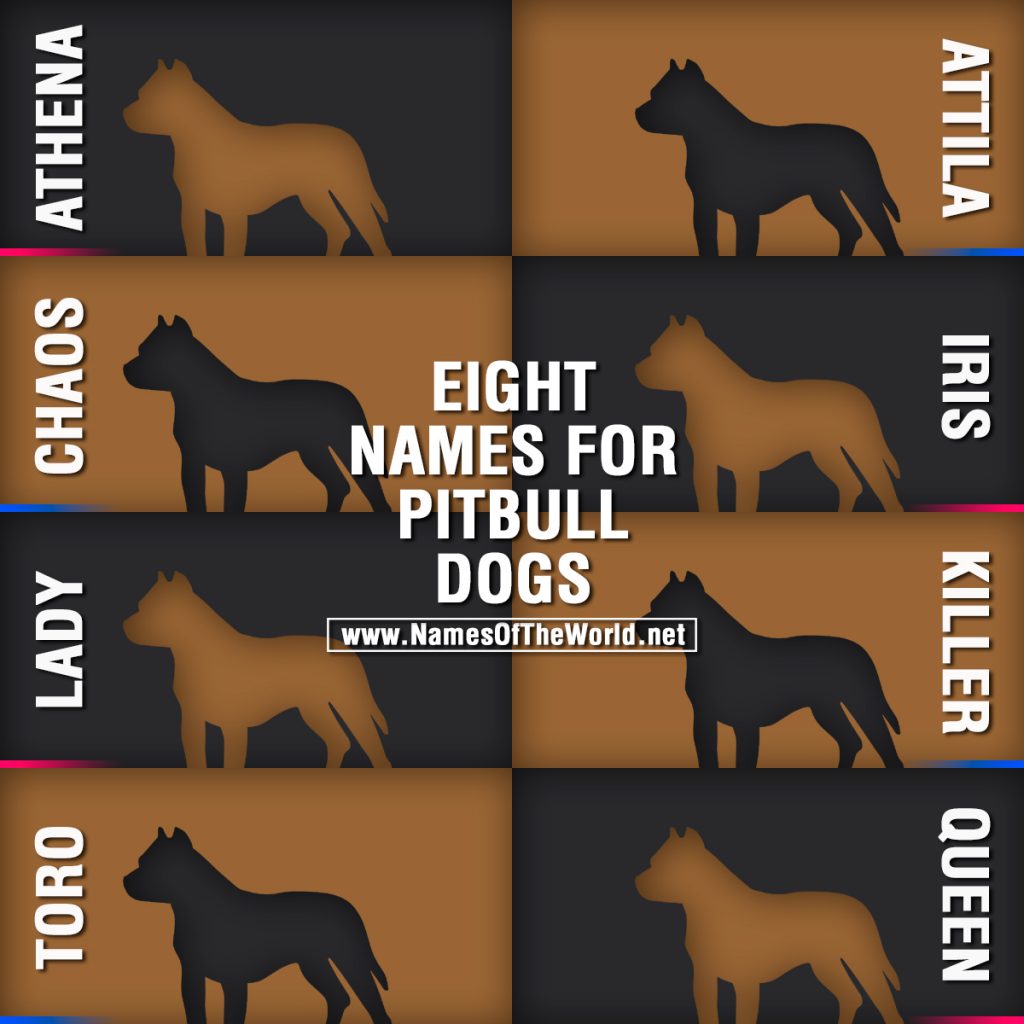 8-names-for-pitbull-dogs